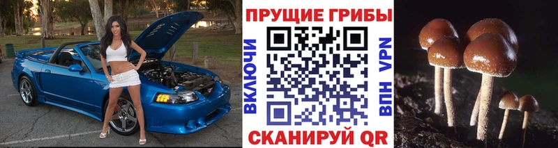 Псилоцибиновые грибы прущие грибы  наркошоп  Ветлуга 